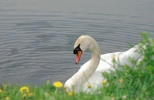 the swan an the drop ... (nd)