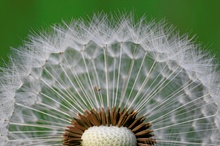 Pusteblume