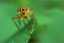 Gelbe Dungfliege (Scatophaga stercoraria) ND