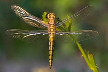 ND Großer Blaupfeil ( Orthetrum cancellatum )