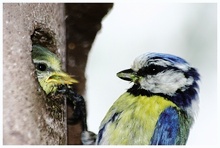 Blaumeise bei Futterübergabe