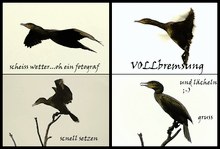 die geschichte vom regen, dem Fotografen und dem einsamen Kormoran