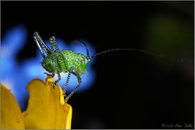 Heuschrecke auf Butterblume