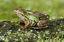 Wasserfrosch (Rana esculenta)