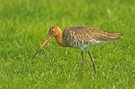 Uferschnepfe ( Limosa limosa) Holland