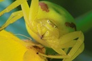 Veränderliche Krabbenspinne ND