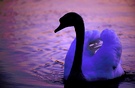 Schwan im Sonnenuntergang ND