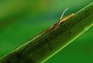 Streckerspinne (Tetragnatha extensa)