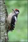 Junger Buntspecht