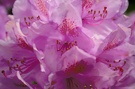 Rhododendronblüten 2 (ND)
