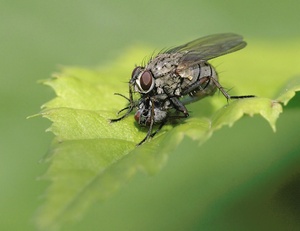 Fliege frisst Fliege? ND