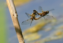 Vierfleckpaar im Flug