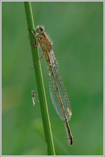 Große Pechlibelle (Ischnura elegans)