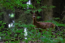 Rehbock im Hochwald   -   ND