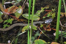 Ringelnatter auf der Wasserpirsch ND