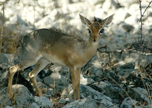 DikDik (ND)