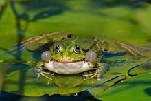 Wasserfrosch (Rana esculenta)