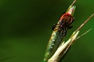 Holzbock (Ixodes ricinus) [ND]