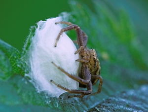 ND: Krabbenspinne mit Kokon