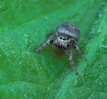 ND:Springspinne