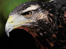 Adler-Portrait ZO