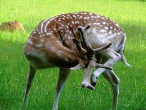 Damhirsch im Wildpark