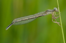 ND Gewöhnliche Federlibelle ( Platycnemis pennipes )