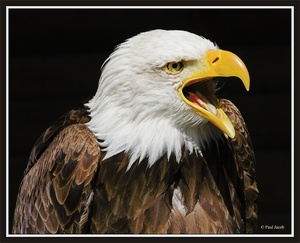 Weißkopfseeadler - ZO