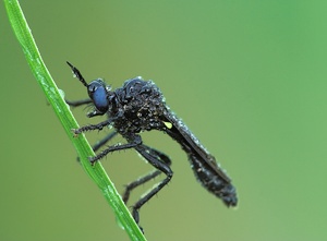 ND: schwarze Habichtsfliege