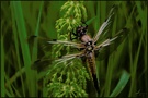 Vierfleck, Libellula quadrimaculata ND