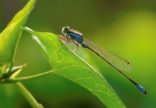 Kleine Pechlibelle [Ischnura pumilio] ND