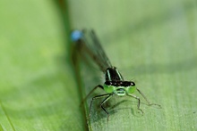 Azurjungfer (Coenagrion puella)