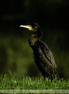 Kormoran in Ungarn!