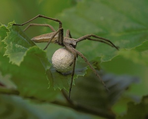 Jagdspinne mit Eikokon ND