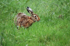 Feldhasen (Lepus europaeus)