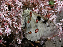 Apollofalter (Parnassius apollo) ND