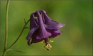 Aquilegia atrata, ND