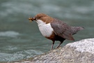 Wasseramsel - Cinclus cinclus (ND)