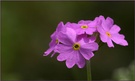 Primula farinosa, Mehlprimel, ND