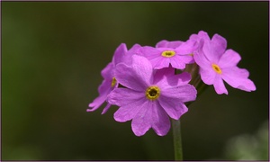 Primula farinosa, Mehlprimel, ND