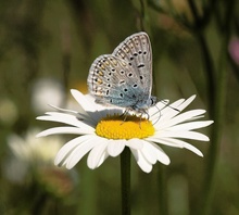 Violetter Silberfleckbläuling (ND)