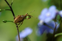 Ruf der blauen Blüte (ND)