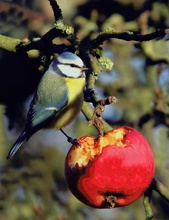 Blaumeise an einem Apfel