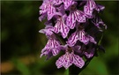 Dactylorhiza maculata, ND