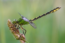 ND  Grüne Keiljungfer (Ophiogomphus cecilia)