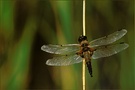 Vierfleck (Libellula quadrimaculata) [ND]