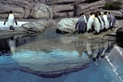 Königspinguine ZO
