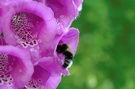 ND: Gartenhummel (Bombus hortorum)