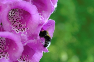 ND: Gartenhummel (Bombus hortorum)