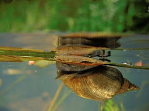 Schlammschnecke